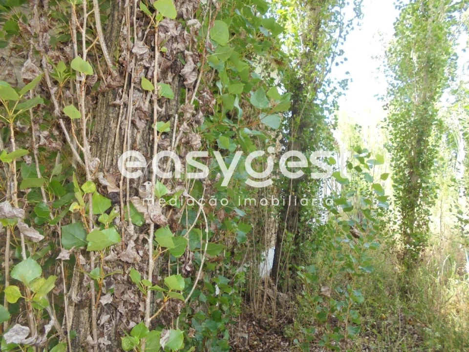 Moradia T6 para Venda em Santa Margarida da Coutada Foto 35