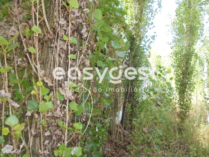 Moradia T6 para Venda em Santa Margarida da Coutada Foto 35