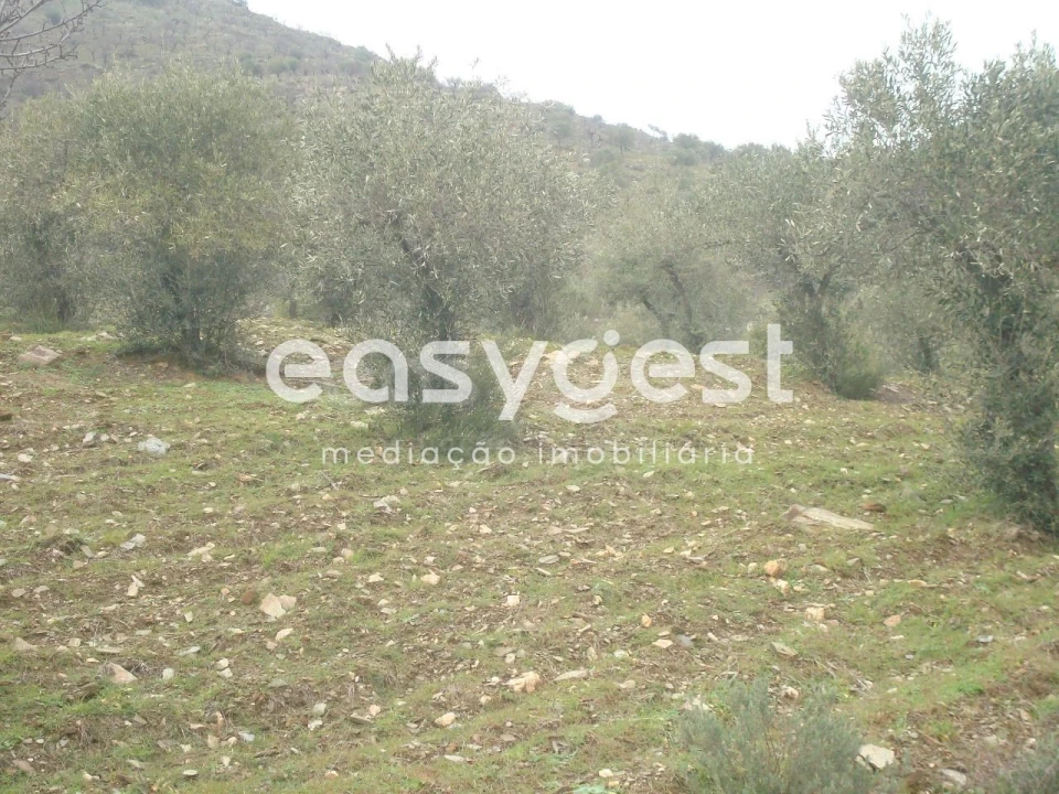 Terreno Agricola ou Rústico para Venda em Castelo Melhor Foto 2