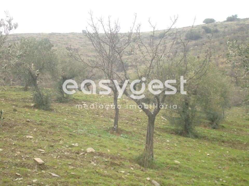 Terreno Agricola ou Rústico para Venda em Castelo Melhor Foto 3