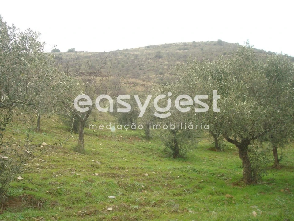 Terreno Agricola ou Rústico para Venda em Castelo Melhor Foto 5