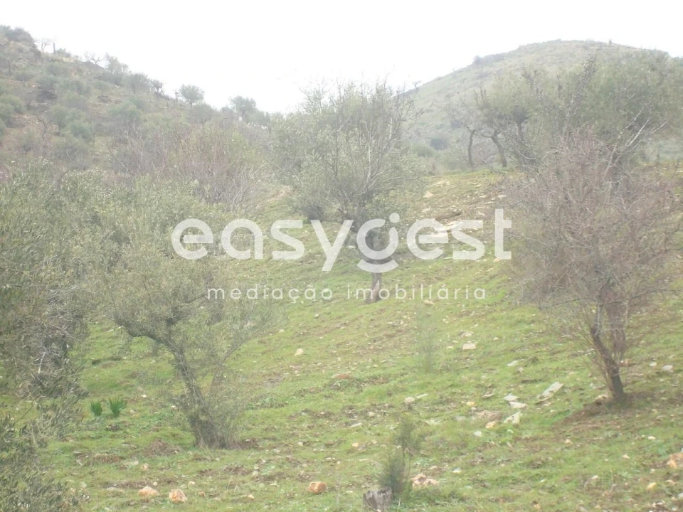 Terreno Agricola ou Rústico para Venda em Castelo Melhor Foto 6