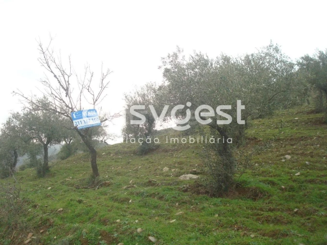 Terreno Agricola ou Rústico para Venda em Castelo Melhor Foto 1