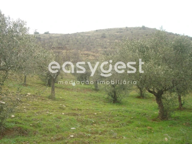 Terreno Agricola ou Rústico para Venda em Castelo Melhor Foto 5