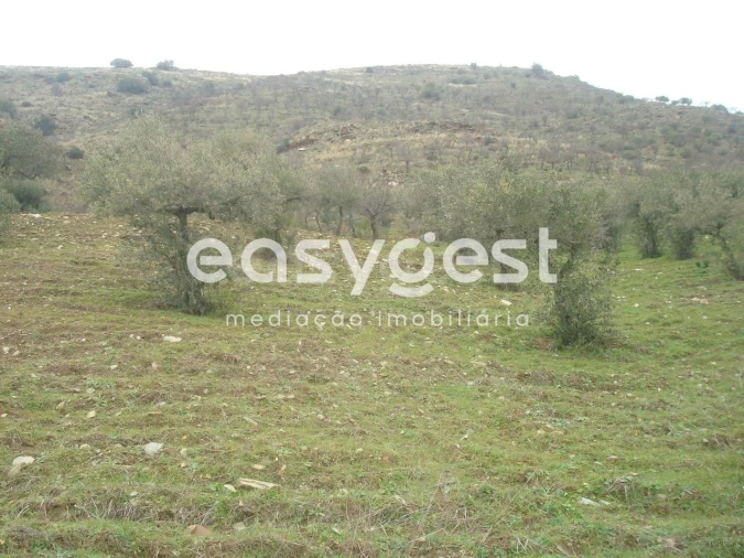 Terreno Agricola ou Rústico para Venda em Castelo Melhor Foto 10