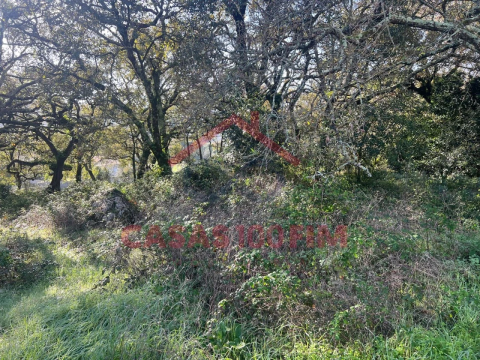 Terreno para Venda em Alvados e Alcaria Foto 1