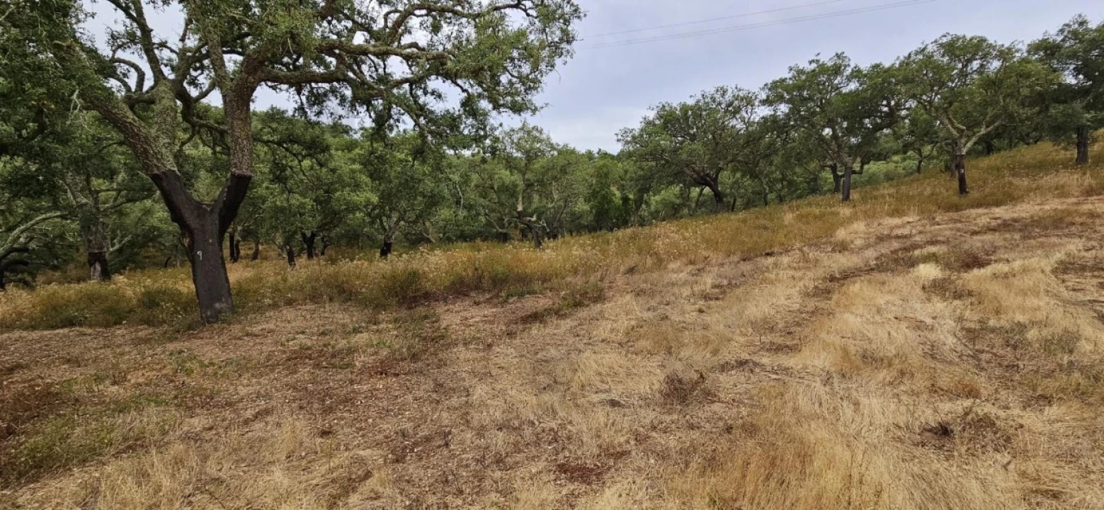 Quinta para Venda em Grândola e Santa Margarida da Serra Foto 9