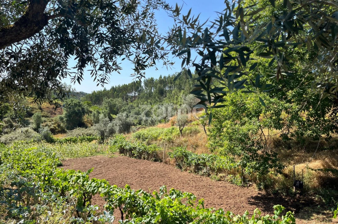 Terreno para Venda em Troviscal Foto 2