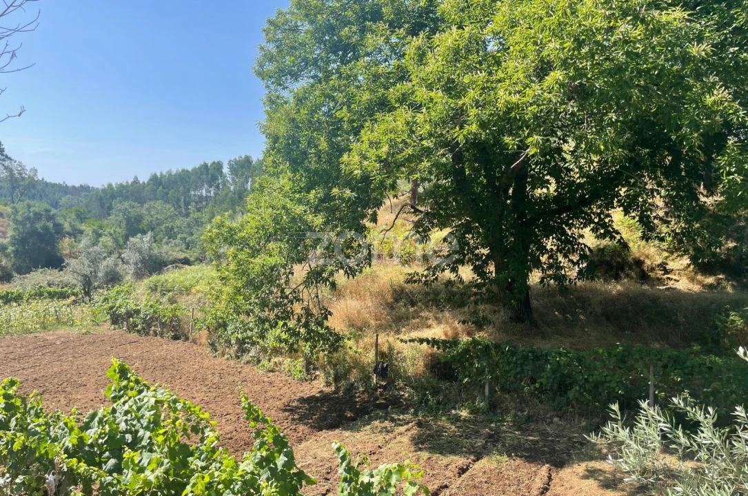 Terreno para Venda em Troviscal Foto 9