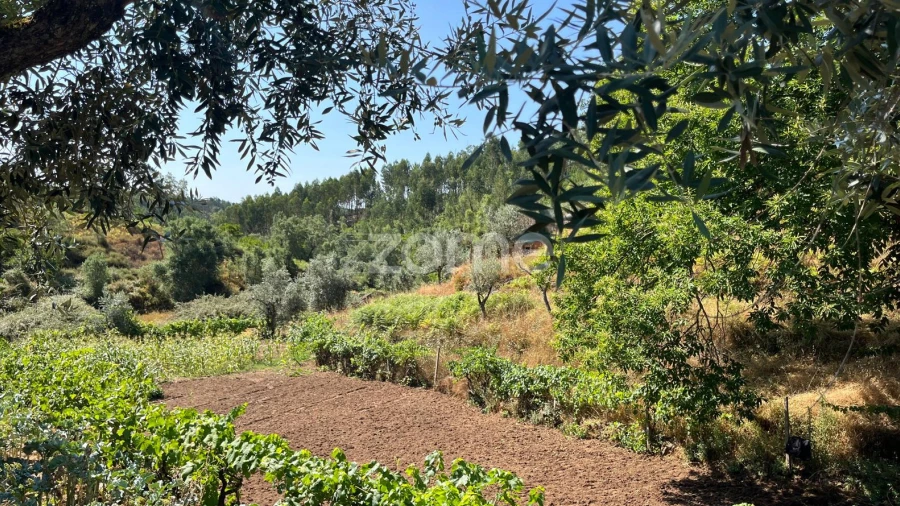 Terreno para Venda em Troviscal
