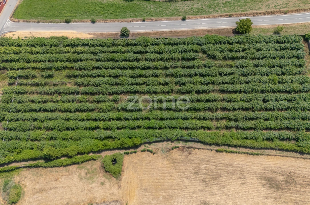 Terreno para Venda em Amoreira da Gândara, Paredes do Bairro e Ancas Foto 8