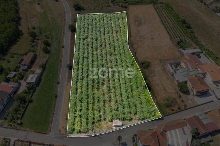 Terreno para Venda em Amoreira da Gândara, Paredes do Bairro e Ancas Foto 1