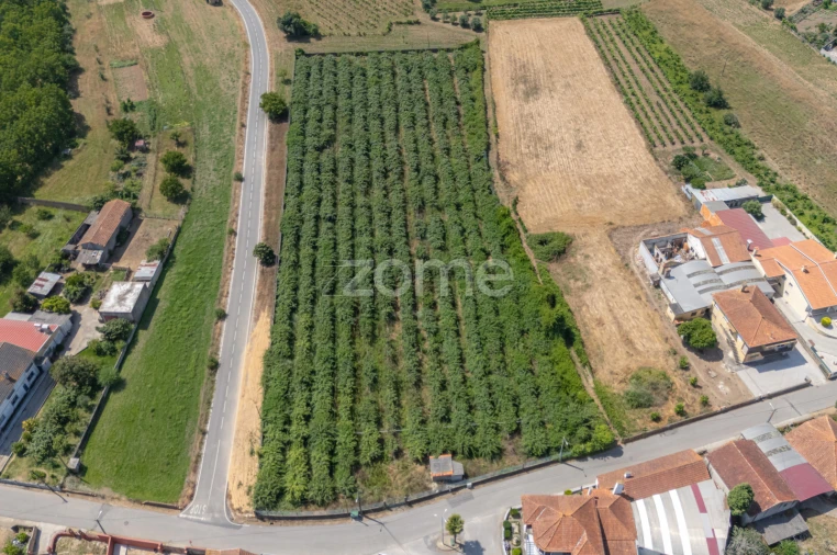 Terreno para Venda em Amoreira da Gândara, Paredes do Bairro e Ancas Foto 3