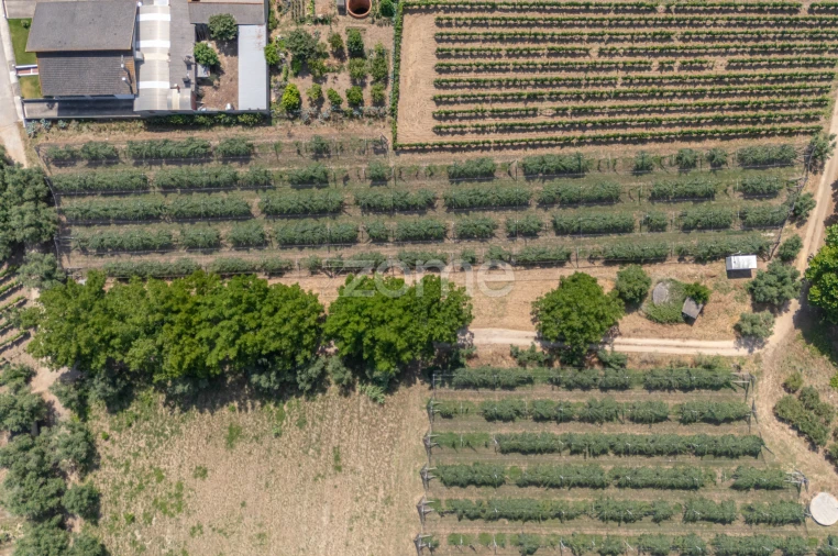 Terreno para Venda em Amoreira da Gândara, Paredes do Bairro e Ancas Foto 17