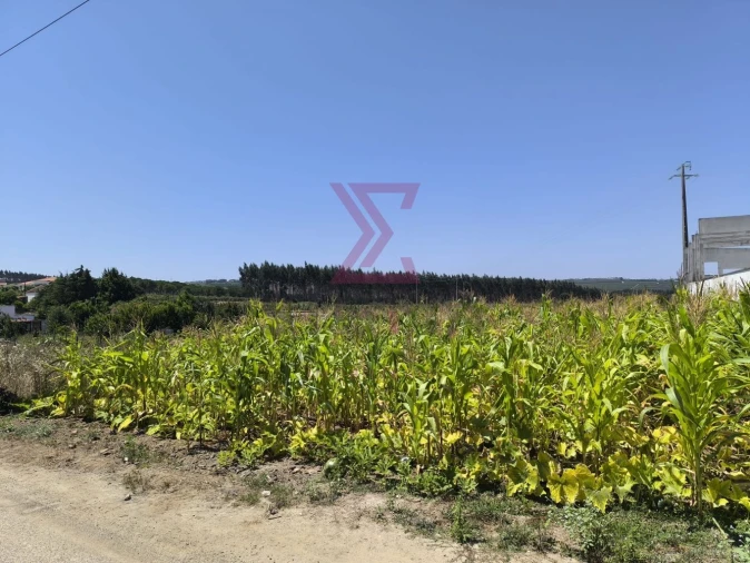 Terreno para Venda em Bombarral e Vale Covo Foto 5