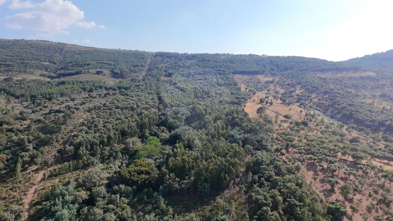 Terreno para Venda em Santa Maria de Marvão Foto 22