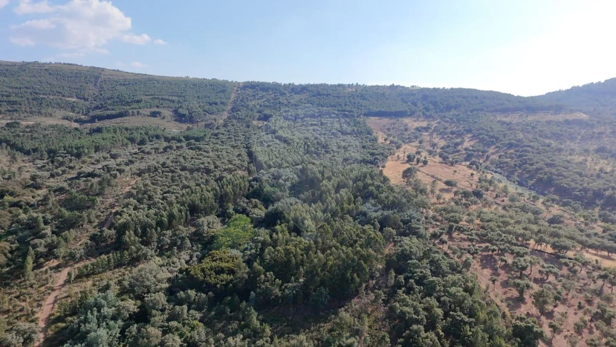 Terreno para Venda em Santa Maria de Marvão Foto 22