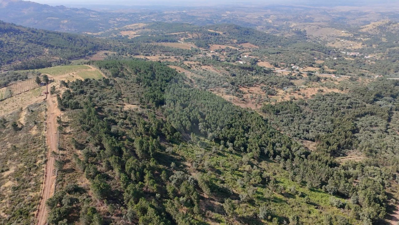Terreno para Venda em Santa Maria de Marvão Foto 10