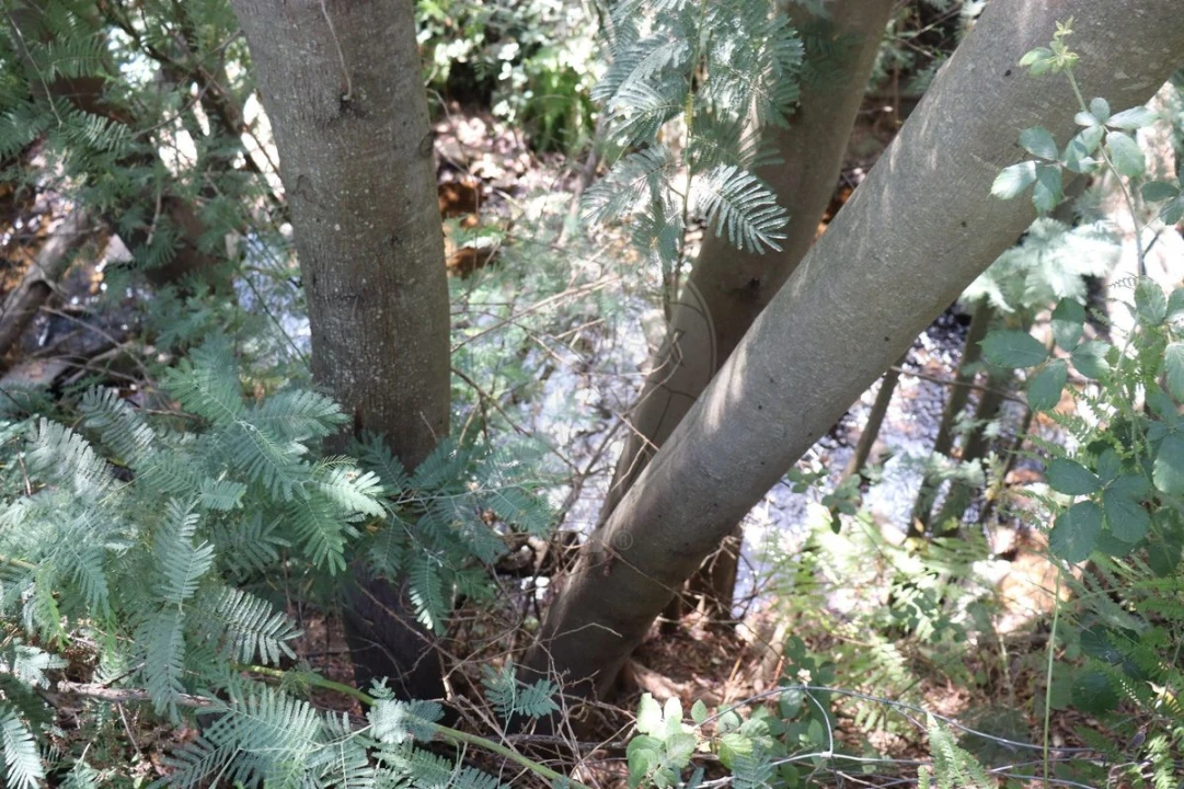 Terreno para Venda em Santa Maria de Marvão Foto 3