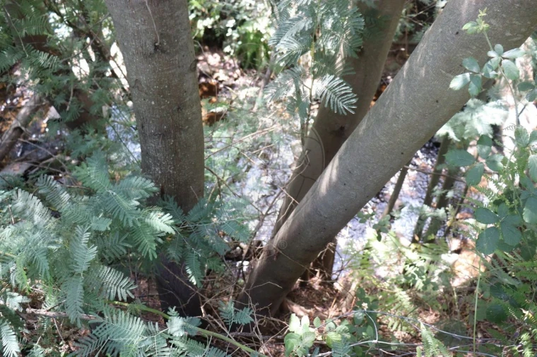 Terreno para Venda em Santa Maria de Marvão Foto 3