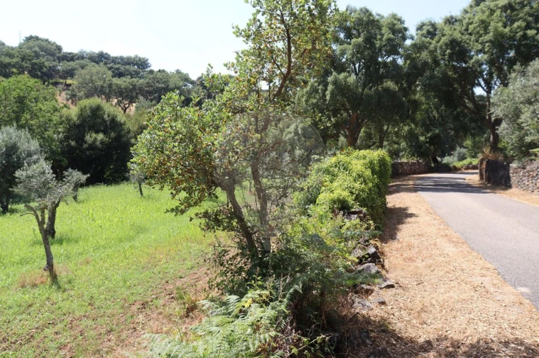 Terreno para Venda em Santa Maria de Marvão Foto 8