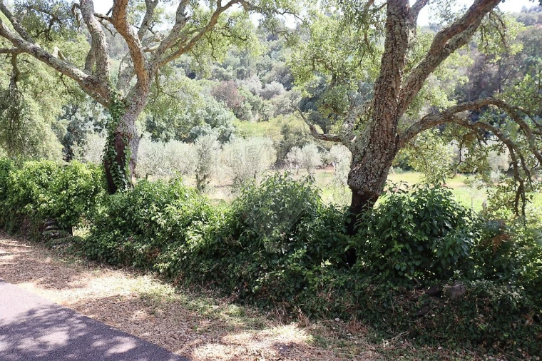 Terreno para Venda em Santa Maria de Marvão Foto 11