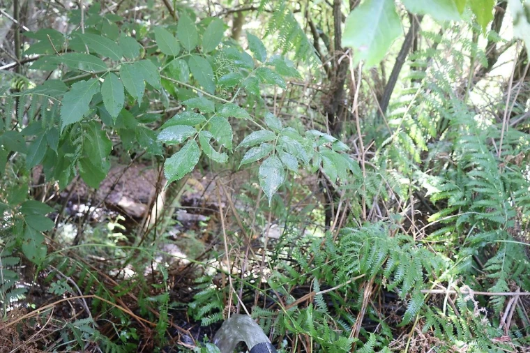Terreno para Venda em Santa Maria de Marvão Foto 6