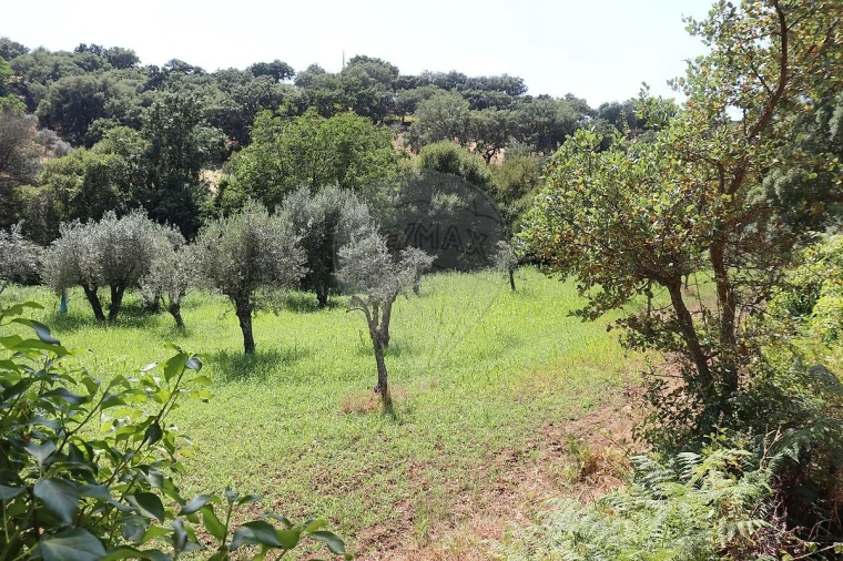Terreno para Venda em Santa Maria de Marvão Foto 7