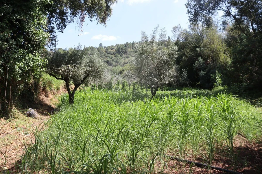 Terreno para Venda em Santa Maria de Marvão Foto 4