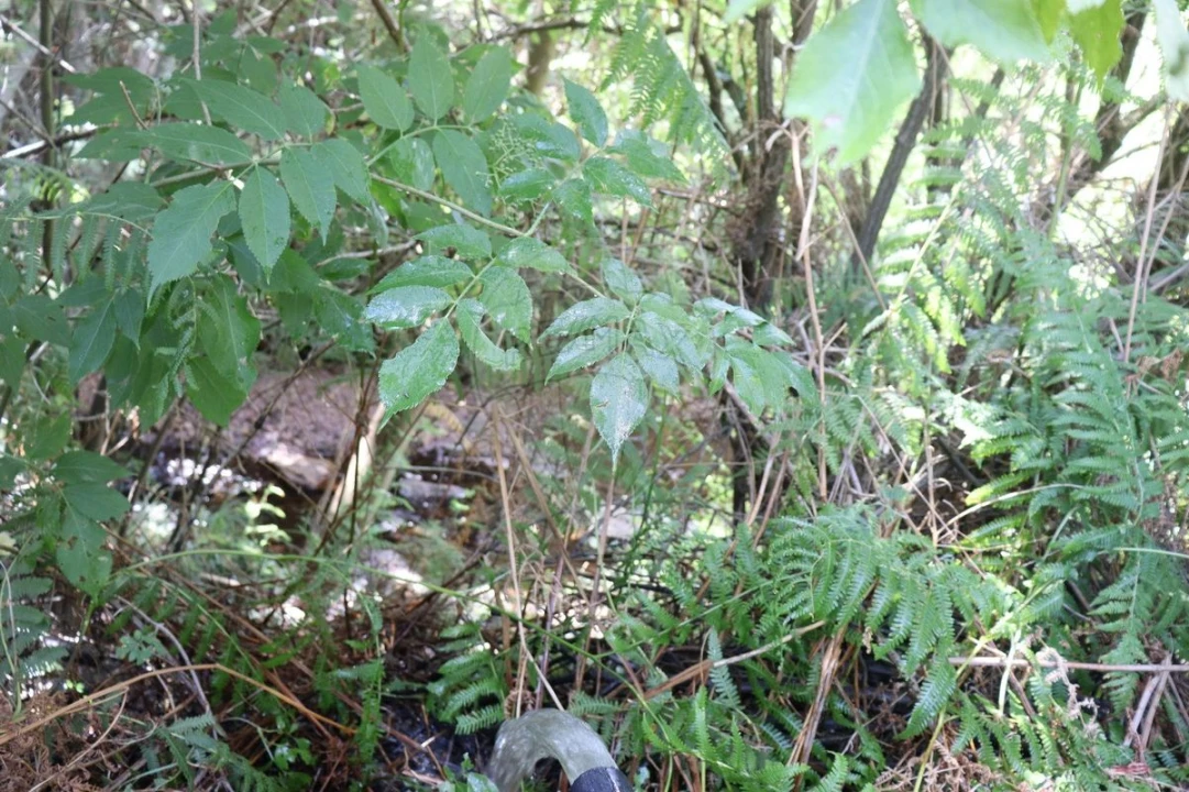 Terreno para Venda em Santa Maria de Marvão Foto 5