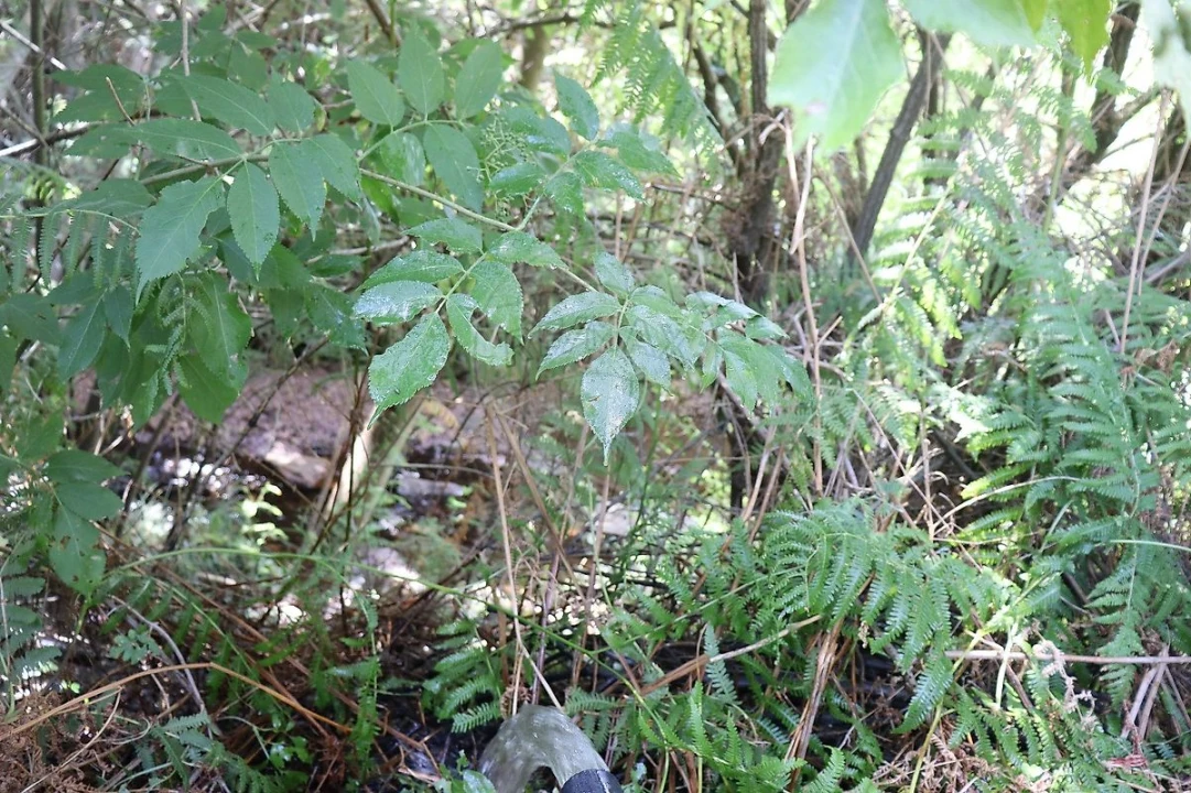 Terreno para Venda em Santa Maria de Marvão Foto 6