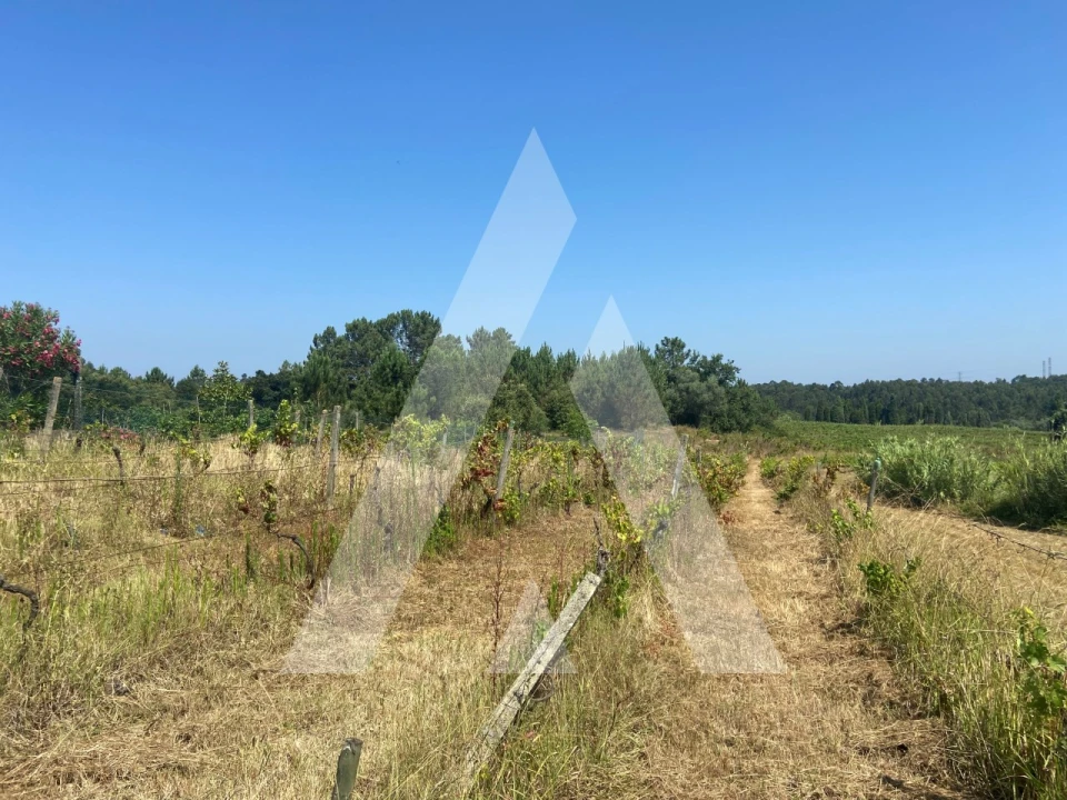 Terreno para Venda em São Lourenço do Bairro Foto 6