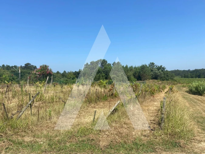 Terreno para Venda em São Lourenço do Bairro Foto 3