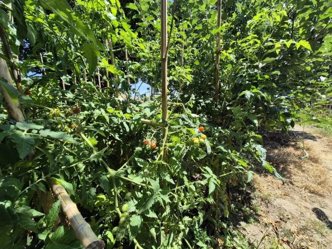 Terreno para Venda em Paião Foto 10