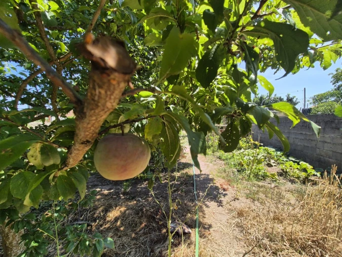 Terreno para Venda em Paião Foto 14