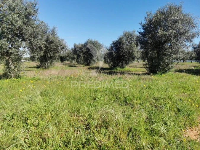 Terreno para Venda em Vila Nova da Barquinha Foto 6
