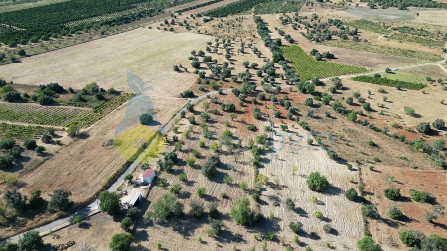 Terreno Agricola ou Rústico para Venda em Algoz e Tunes Foto 3