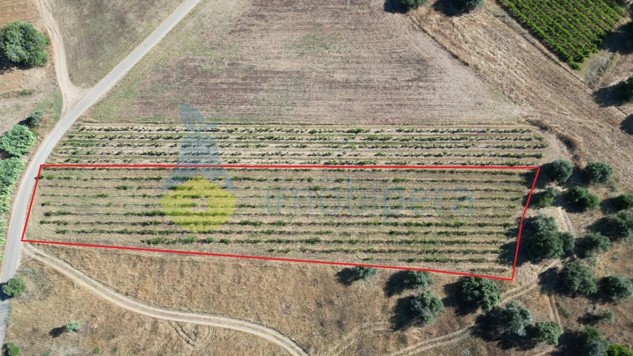 Terreno Agricola ou Rústico para Venda em Algoz e Tunes Foto 3