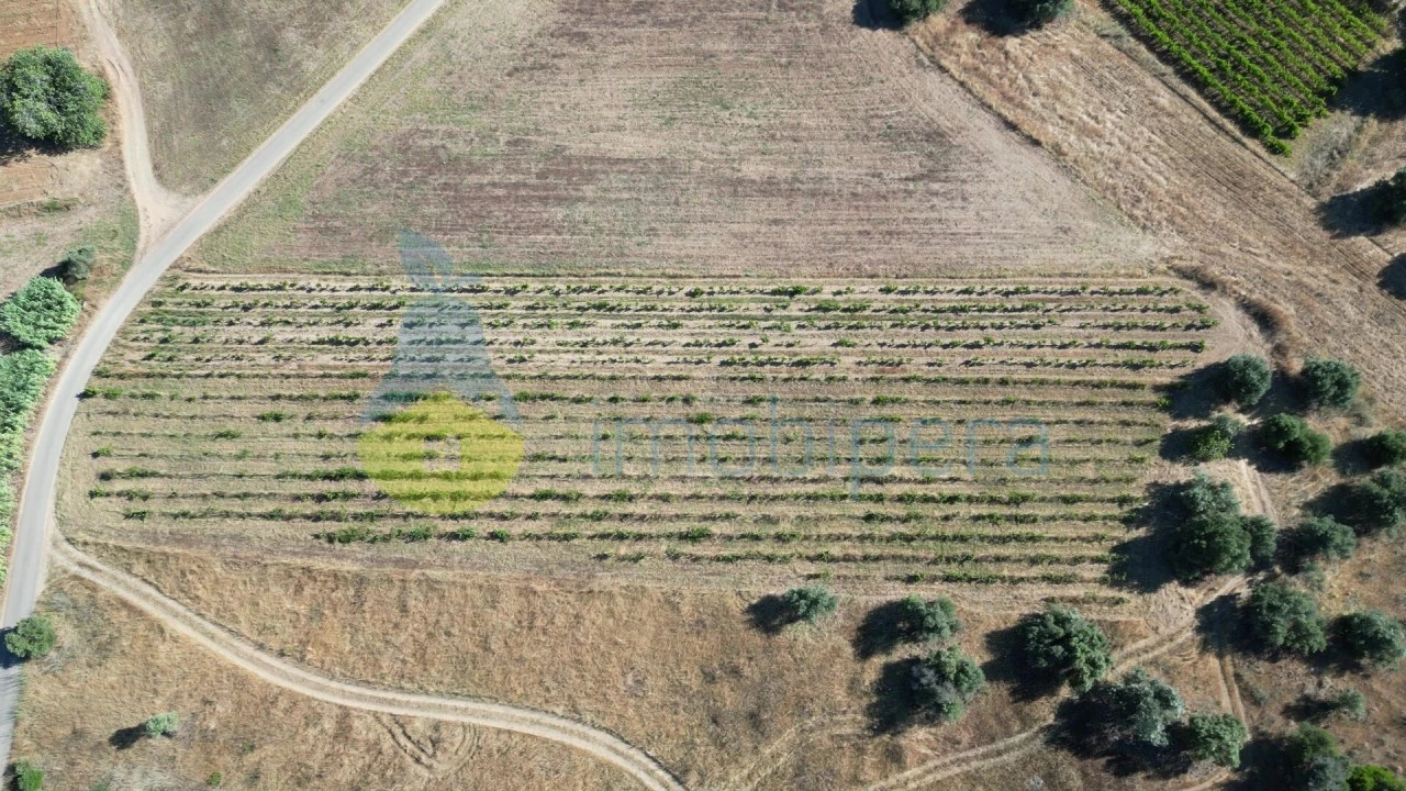 Terreno Agricola ou Rústico para Venda em Algoz e Tunes Foto 4