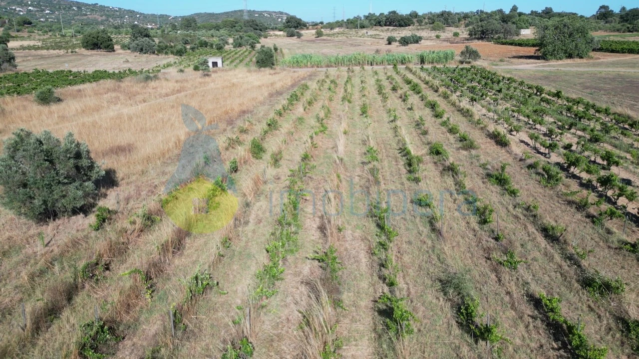 Terreno Agricola ou Rústico para Venda em Algoz e Tunes Foto 7