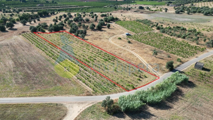 Terreno Agricola ou Rústico para Venda em Algoz e Tunes