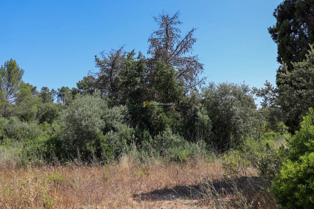 Terreno para Venda em Casével e Vaqueiros Foto 7