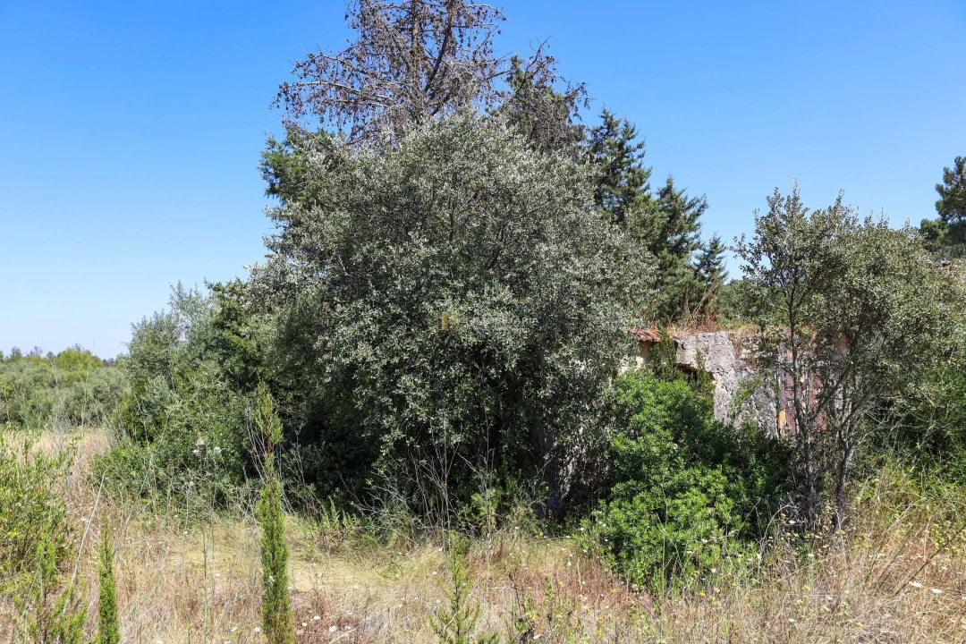 Terreno para Venda em Casével e Vaqueiros Foto 3