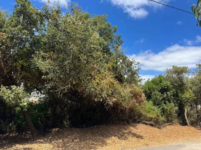Terreno para Venda em Benedita Foto 4