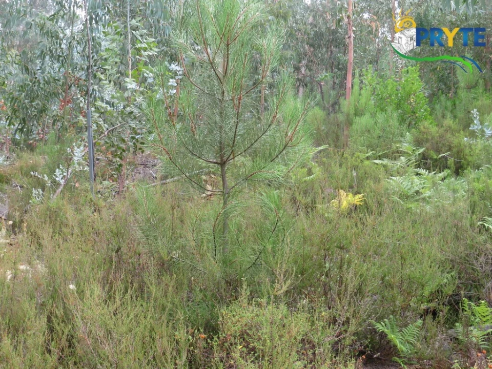 Quinta T3 para Venda em Oleiros-Amieira Foto 61