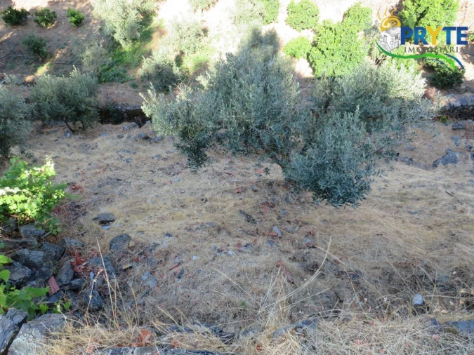 Quinta T3 para Venda em Oleiros-Amieira Foto 41