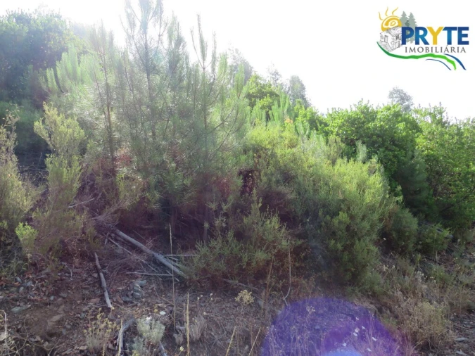 Quinta T3 para Venda em Oleiros-Amieira Foto 49