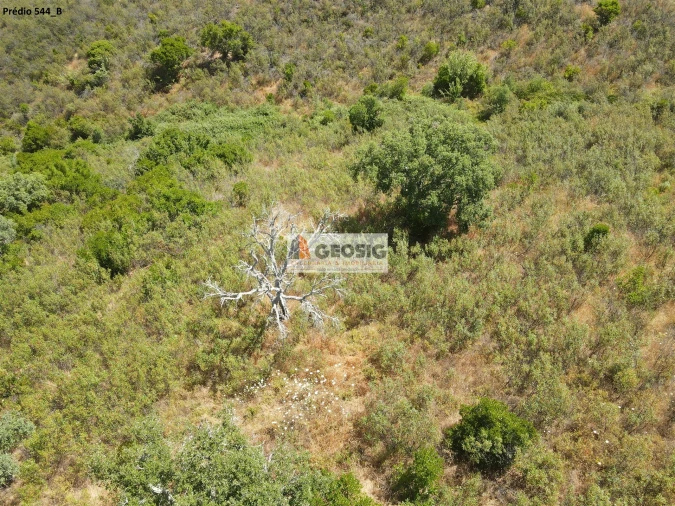 Terreno Agricola ou Rústico para Venda em São Barnabe Foto 13