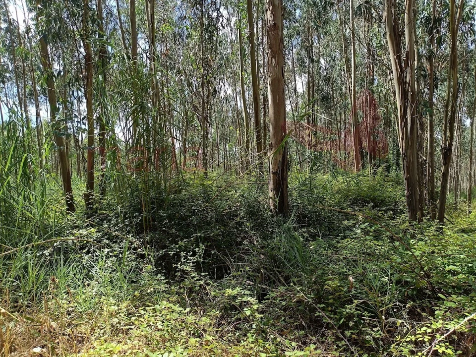 Terreno para Venda em Olho Marinho Foto 4