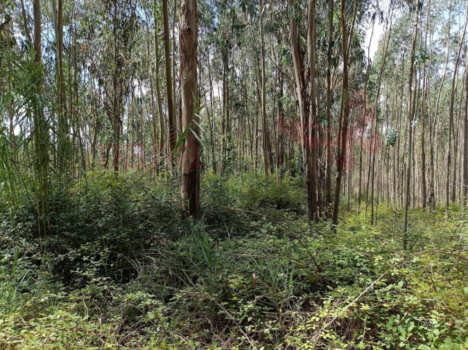 Terreno para Venda em Olho Marinho Foto 2